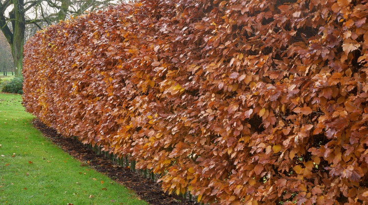 Hornbeam hedge in autumn, Carpinus betulus